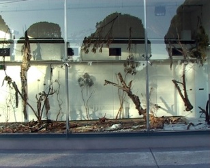 Front view, daytime, of the first Beachcombers installation, with daylight reflecting the trees in the street onto the glass to mingle with the installation.